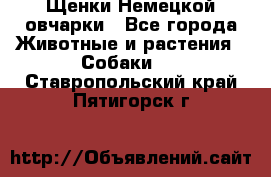 Щенки Немецкой овчарки - Все города Животные и растения » Собаки   . Ставропольский край,Пятигорск г.